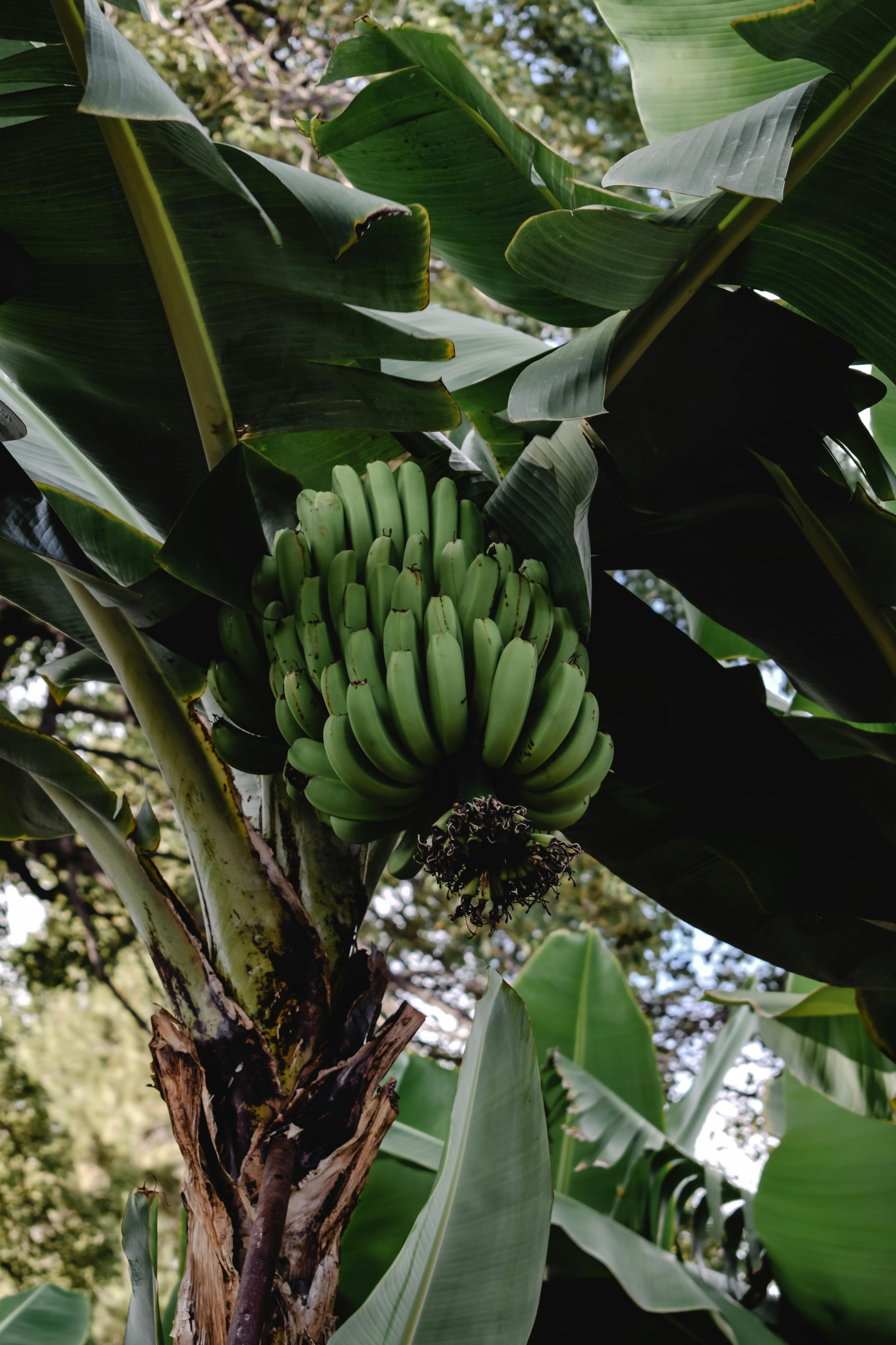 Banano