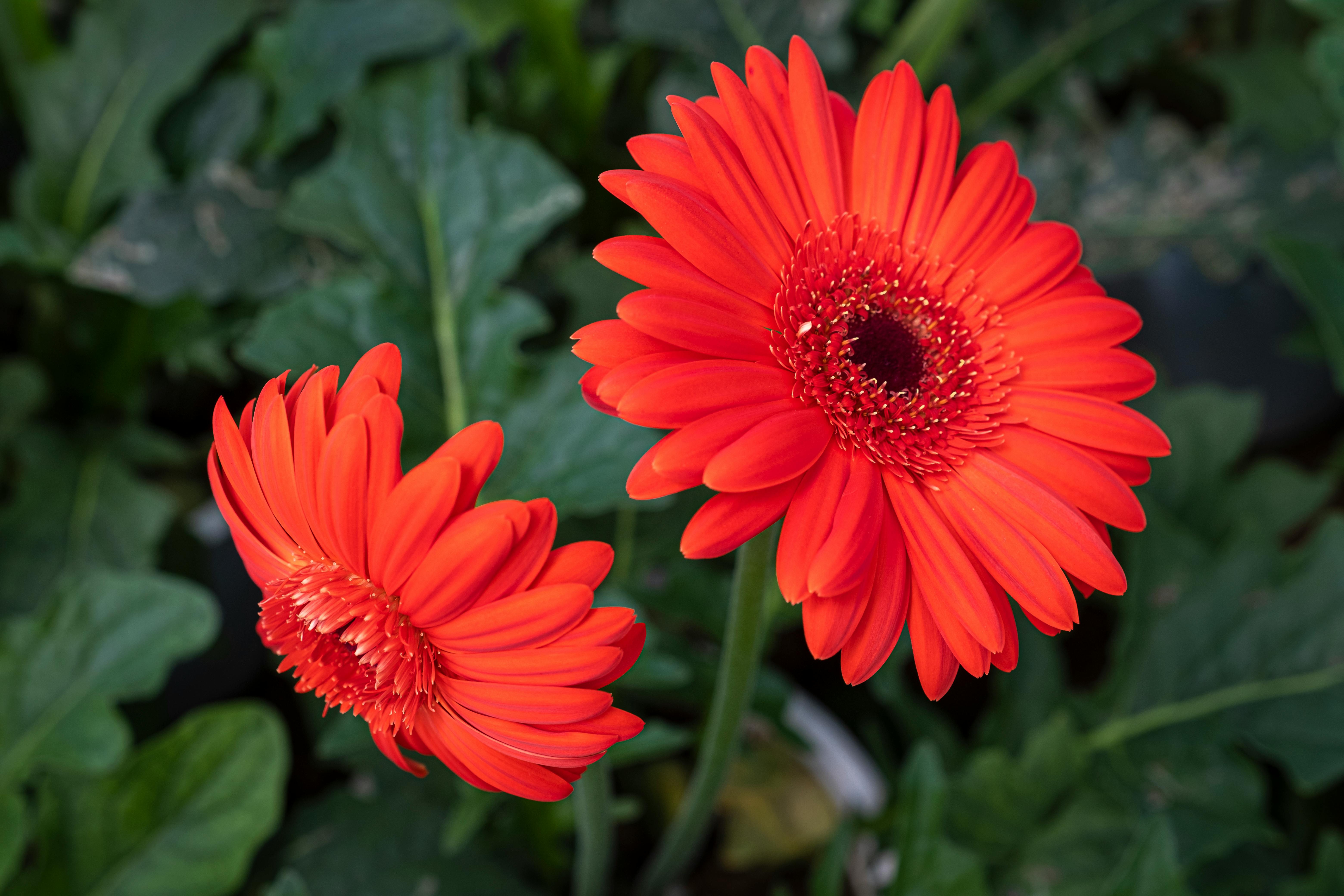 Flores